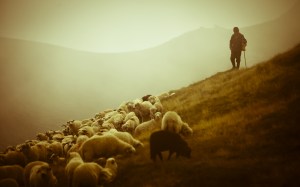 02362_shepherdinromania_1280x800