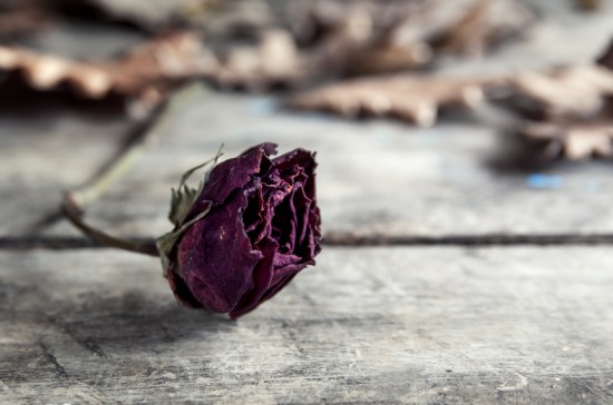 Dried rose on old vintage wood plates