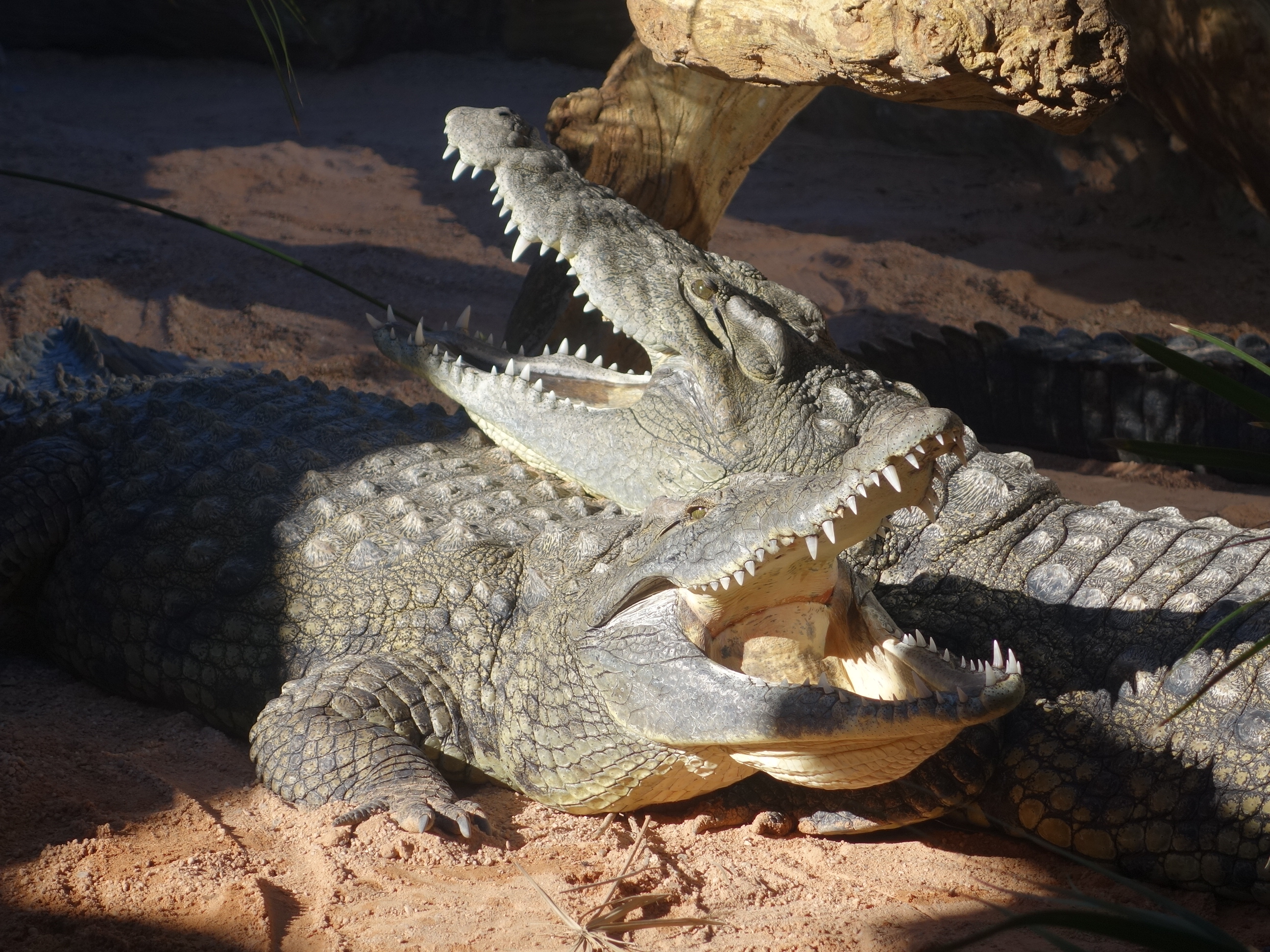 crocodiles_resting_together