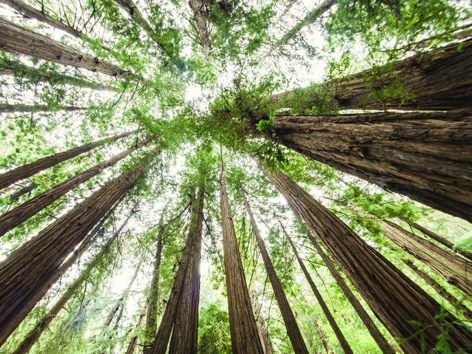 Muir Woods, California, USA