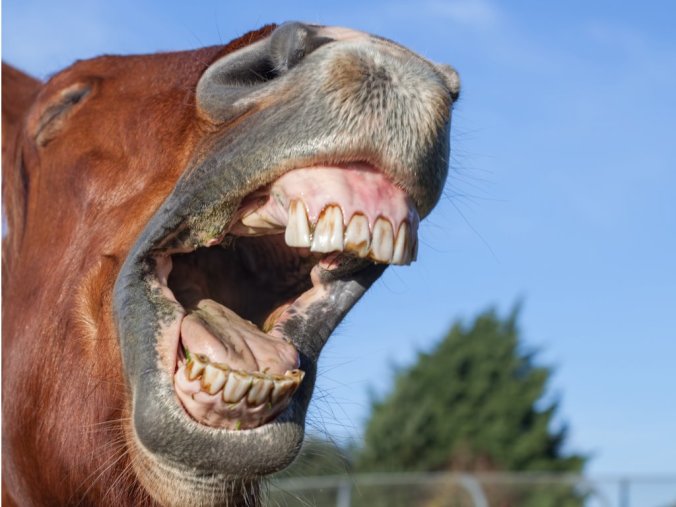horse-laughing-funny-animal-meme-image-of-a-horse-neighing-picture-id918525024