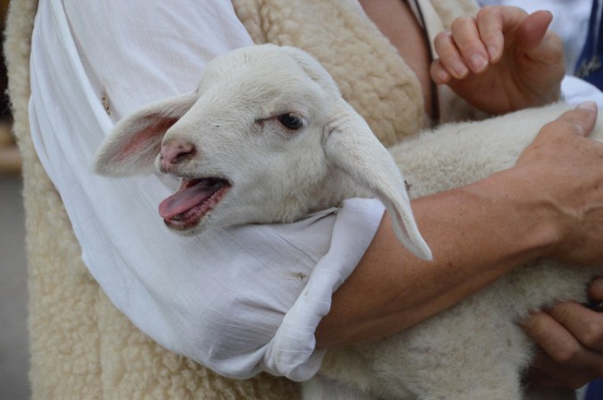 lamb in the arms of the good shepherd